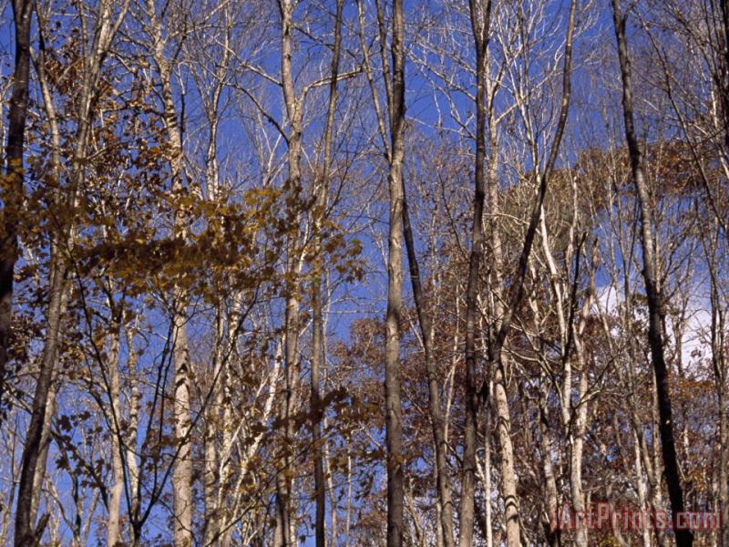 Stand of Partially Denuded Trees And Clear Blue Sky painting - Raymond Gehman Stand of Partially Denuded Trees And Clear Blue Sky Art Print