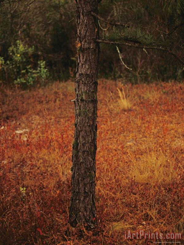 Raymond Gehman Standing Long Leaf Pine Tree with Wire Grass And Fallen Autumn Leaves Near Lake Waccamaw Art Print