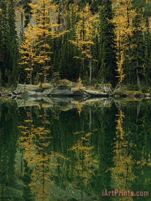 Subalpine Larches Displaying Fall Colors Are Reflected in Mary Lake painting - Raymond Gehman Subalpine Larches Displaying Fall Colors Are Reflected in Mary Lake Art Print