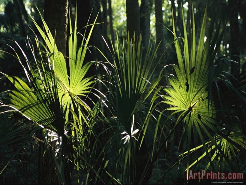 Sundappled Cabbage Palms painting - Raymond Gehman Sundappled Cabbage Palms Art Print