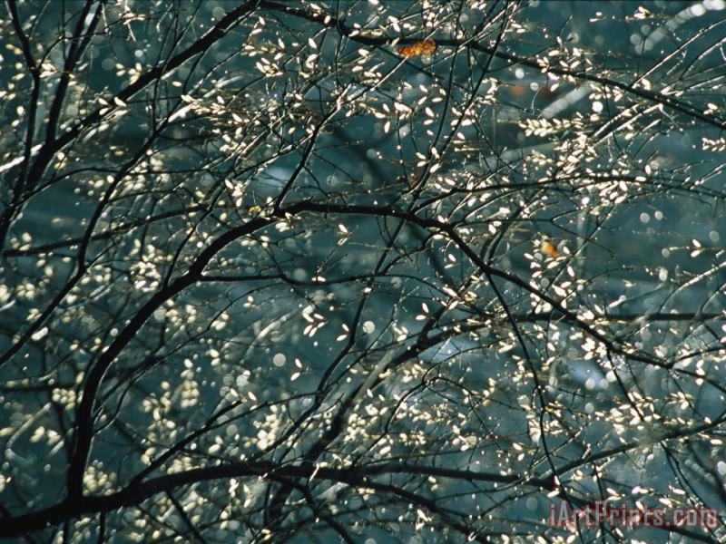Sunlight Illuminates Tree Leaves Along Otter Lake painting - Raymond Gehman Sunlight Illuminates Tree Leaves Along Otter Lake Art Print