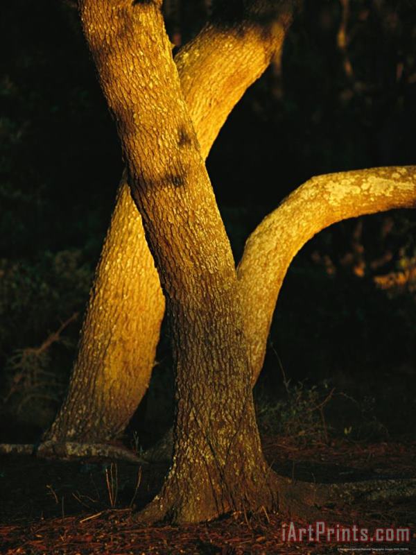 Raymond Gehman Sunlight on Live Oak Tree Trunks Art Painting