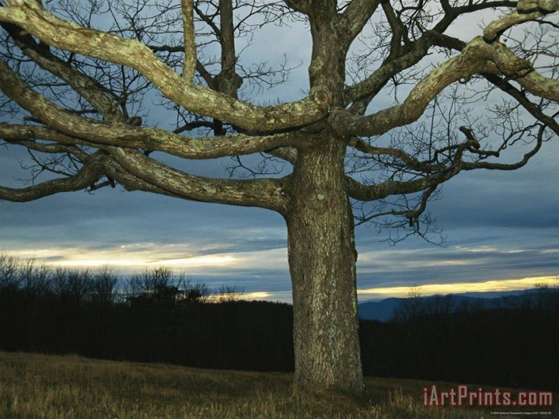 Sunset at Big Meadows with Bare Oak Tree painting - Raymond Gehman Sunset at Big Meadows with Bare Oak Tree Art Print