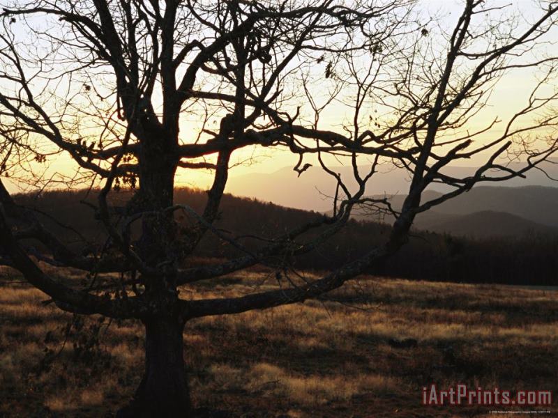Sunset at Big Meadows with Bare Tree painting - Raymond Gehman Sunset at Big Meadows with Bare Tree Art Print