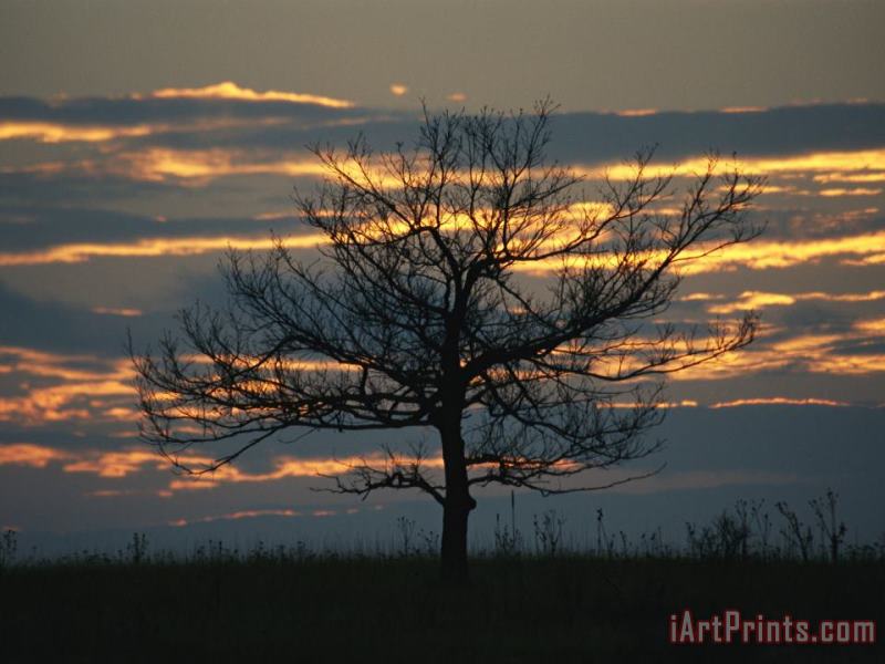 Sunset at Big Meadows with Bare Tree painting - Raymond Gehman Sunset at Big Meadows with Bare Tree Art Print