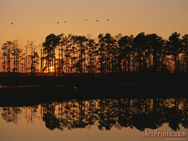 Sunset Behind Loblolly Pines on a Tidal Marsh painting - Raymond Gehman Sunset Behind Loblolly Pines on a Tidal Marsh Art Print