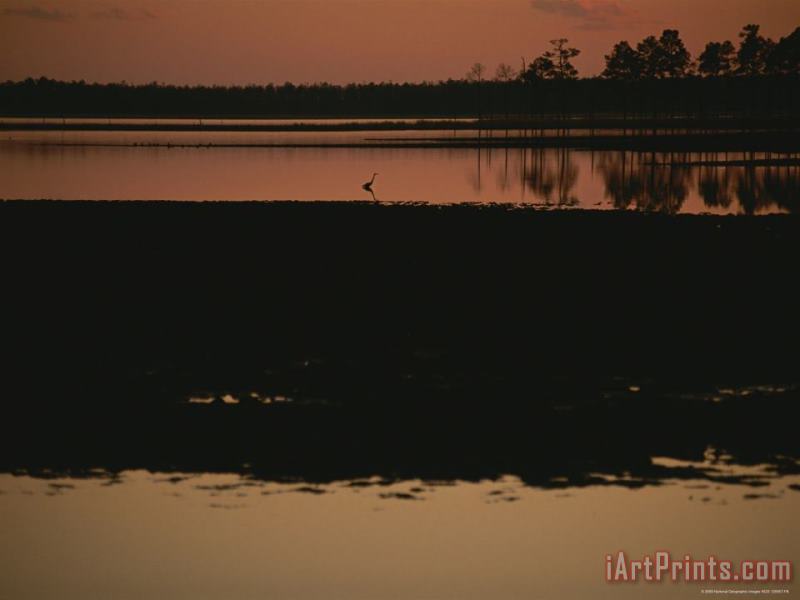 Raymond Gehman Sunset Behind Loblolly Pines on a Tidal Marsh with a Great Blue Heron Art Painting