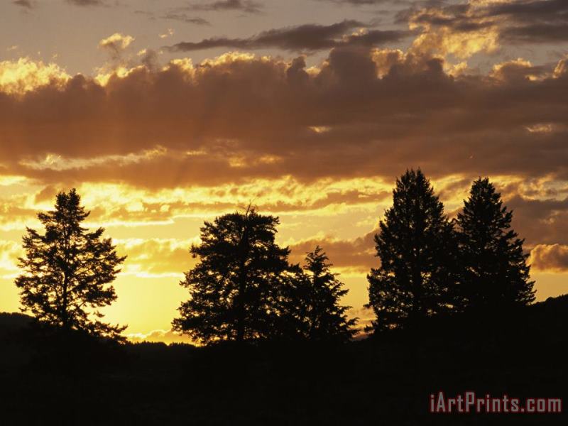 Sunset Over Lamar Valley with Silhouetted Evergreens painting - Raymond Gehman Sunset Over Lamar Valley with Silhouetted Evergreens Art Print