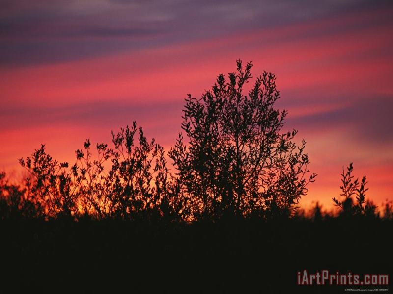 Raymond Gehman Sunset Silhouettes The Birch Trees Along The Mackenzie River Art Painting