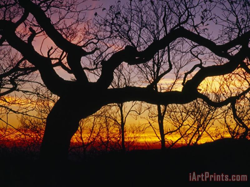 Sunset Through Silhouetted Oak Trees painting - Raymond Gehman Sunset Through Silhouetted Oak Trees Art Print