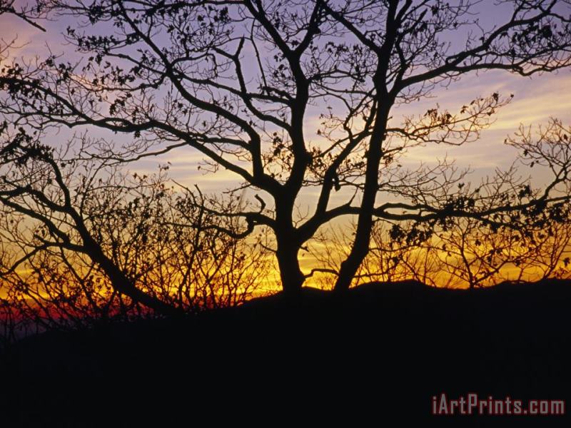 Sunset Through Silhouetted Trees painting - Raymond Gehman Sunset Through Silhouetted Trees Art Print