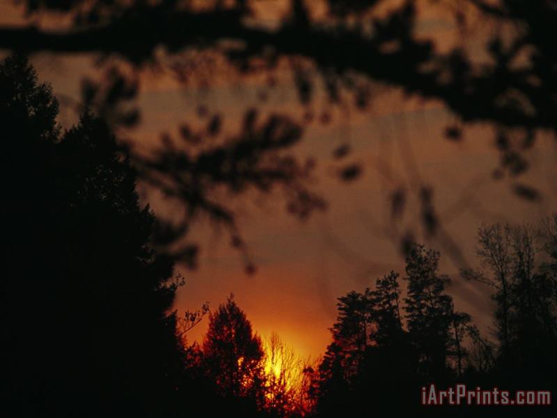 Raymond Gehman Sunset Through Trees at Daniel Boone National Forest Art Painting