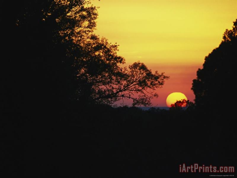 Raymond Gehman Sunset with Silhouetted Trees Art Print