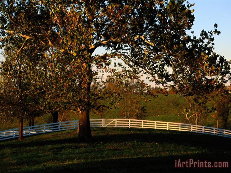 Raymond Gehman Sycamore Tree And Wood Fence at The Shaker Village at Pleasant Hill Art Print