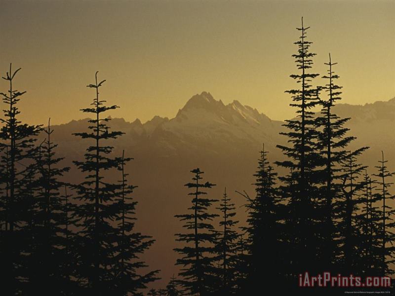 Tall Fir Trees Are Silhouetted Against a Snowy Mountain Range painting - Raymond Gehman Tall Fir Trees Are Silhouetted Against a Snowy Mountain Range Art Print
