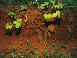 Raymond Gehman Tenacious Vine And Tree Roots Take Hold in Red Georgia Clay