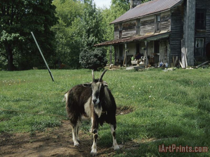 Tethered Goat Near an Old Homestead on a Farm painting - Raymond Gehman Tethered Goat Near an Old Homestead on a Farm Art Print