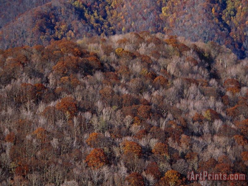 The Highlands of Roan Mountain in Cherokee National Forest painting - Raymond Gehman The Highlands of Roan Mountain in Cherokee National Forest Art Print