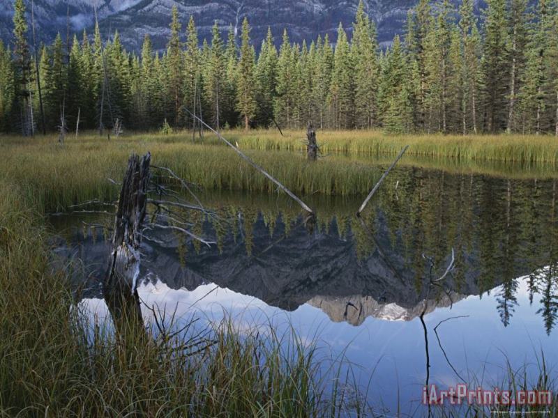 The Sawback Range Is Reflected in Marshland Near The Bow River painting - Raymond Gehman The Sawback Range Is Reflected in Marshland Near The Bow River Art Print