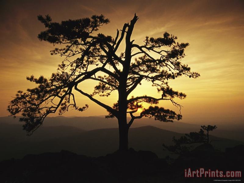 The Silhouette of a Pine Tree on Ravens Roost Overlook painting - Raymond Gehman The Silhouette of a Pine Tree on Ravens Roost Overlook Art Print
