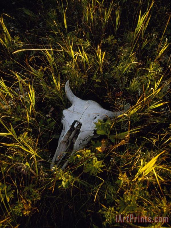 Raymond Gehman The Sun Glows on a Bleached Bison Skull Laying in The Grass Art Painting