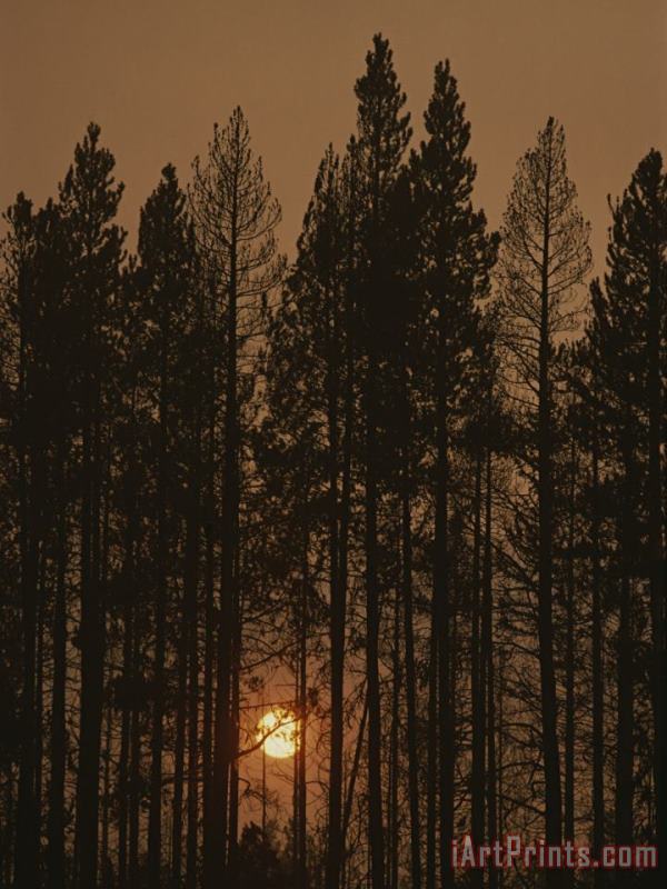 Raymond Gehman The Sun Sets Behind a Smoke Choked Wood of Lodgepole Pines Art Painting