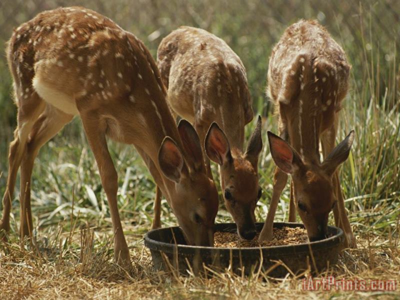 Three White Tailed Deer Fawns Odocoileus Virginianus Eat From a Bowl of Grain painting - Raymond Gehman Three White Tailed Deer Fawns Odocoileus Virginianus Eat From a Bowl of Grain Art Print