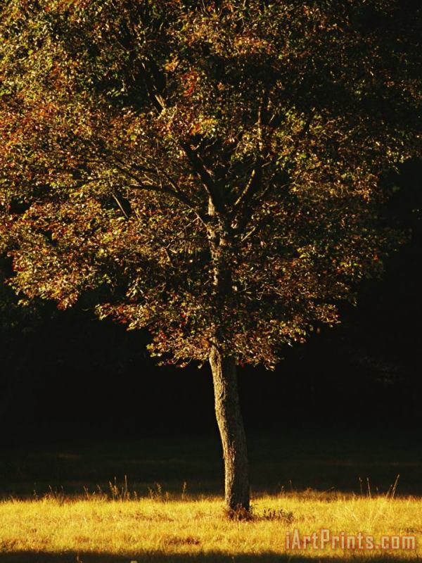 Raymond Gehman Tree Bathed in Sunlight in The Fall Art Painting