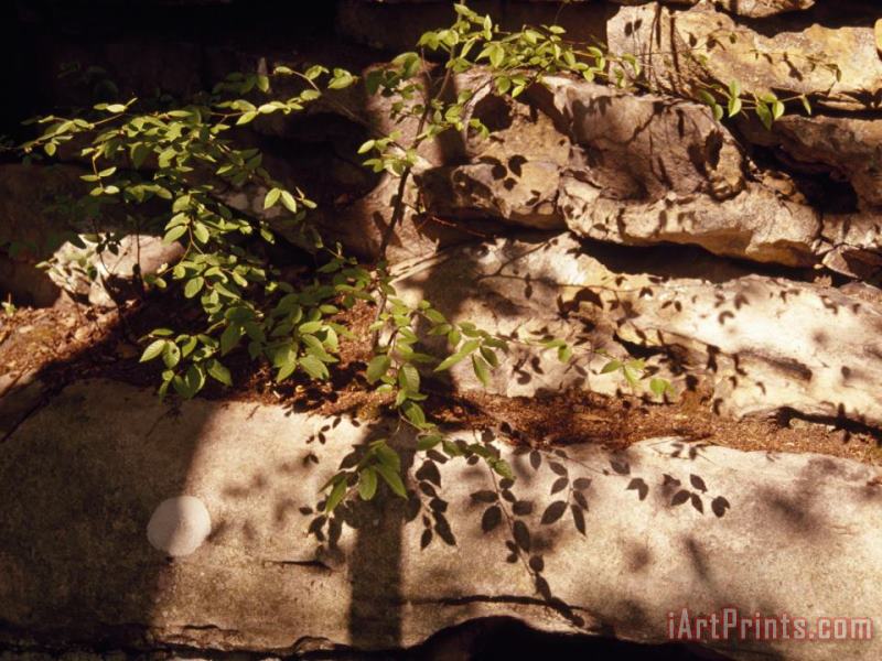 Raymond Gehman Tree Branch Casting a Shadow Over a Light Colored Boulder Art Print