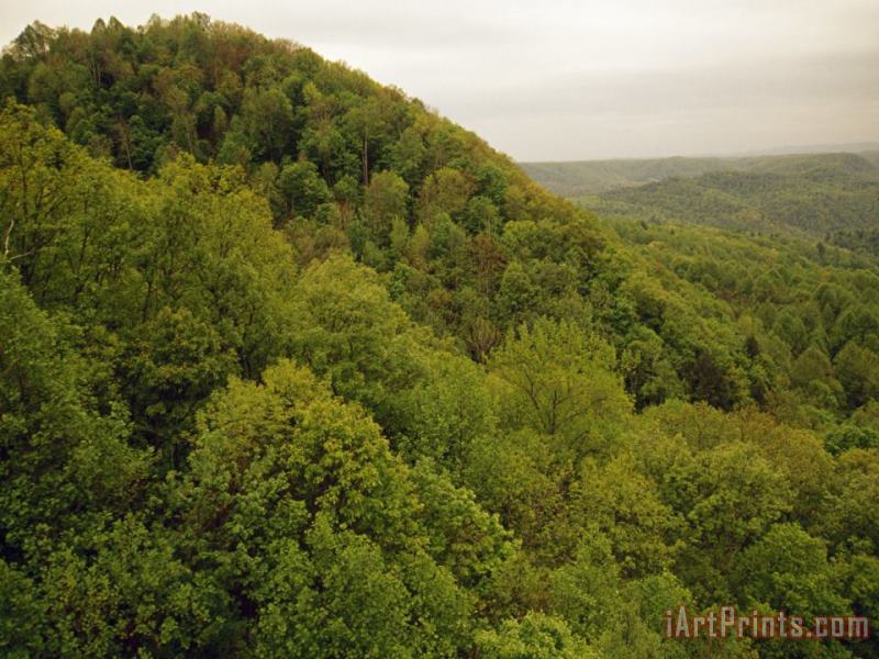 Raymond Gehman Tree Covered Hills with Fresh Foliage in The Spring Art Print