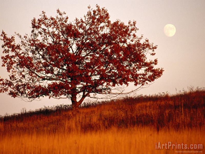 Tree in Autumn Foliage on a Grassy Hillside with Moon Rising Over All painting - Raymond Gehman Tree in Autumn Foliage on a Grassy Hillside with Moon Rising Over All Art Print