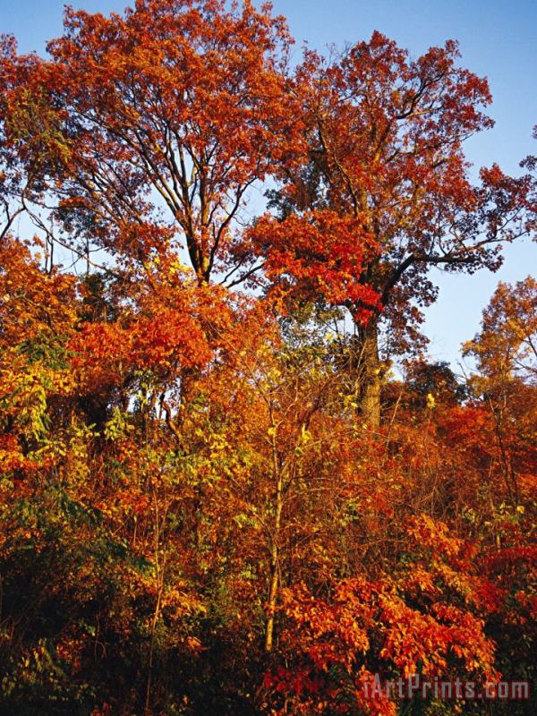 Tree in Golden Fall Color Along The Appalachian Trail painting - Raymond Gehman Tree in Golden Fall Color Along The Appalachian Trail Art Print