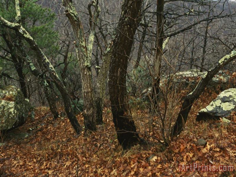 Raymond Gehman Trees And Rock with Lichen at 3400 Feet Along The Appalachian Trail at Pinnacles Art Print