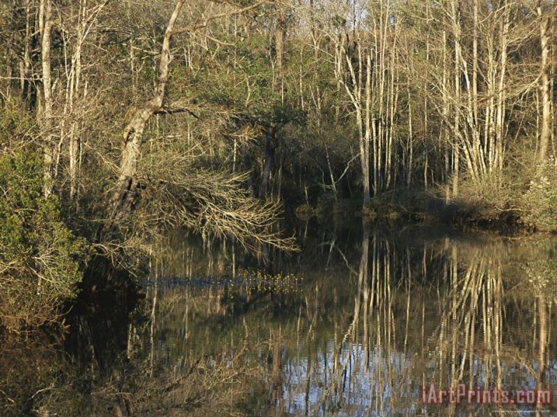 Trees Cast Reflections in a Woodland Waterway painting - Raymond Gehman Trees Cast Reflections in a Woodland Waterway Art Print