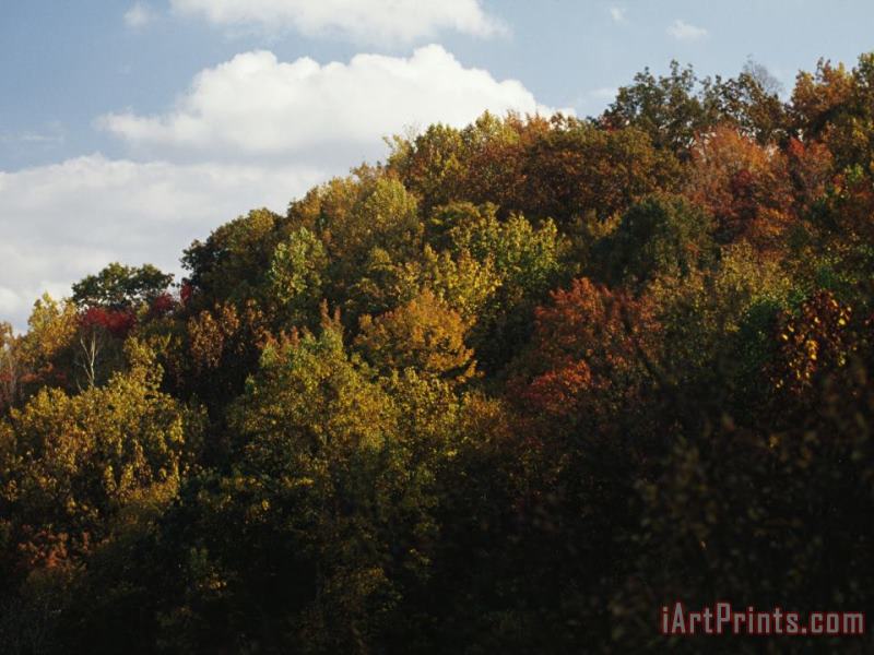 Trees in Autumn Foliage on a Hillside painting - Raymond Gehman Trees in Autumn Foliage on a Hillside Art Print