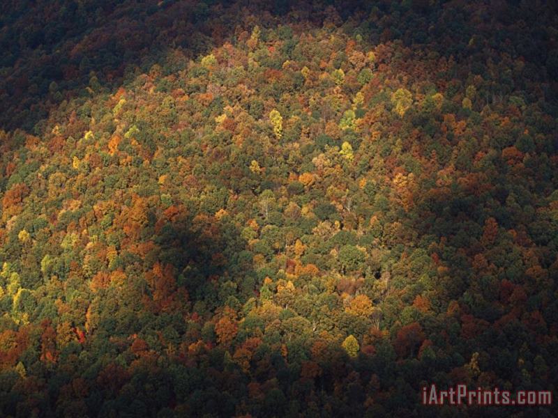 Raymond Gehman Trees in Autumn Foliage Seen From The Grand View Overlook Art Print