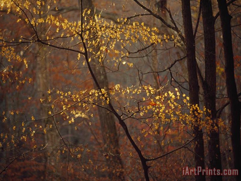 Trees in Autumn Hues in a Foggy Forest painting - Raymond Gehman Trees in Autumn Hues in a Foggy Forest Art Print