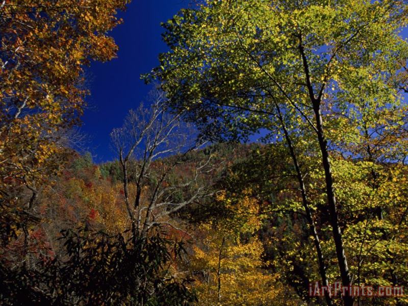 Trees in Autumn Hues on The Mountains Near Whitewater Falls painting - Raymond Gehman Trees in Autumn Hues on The Mountains Near Whitewater Falls Art Print