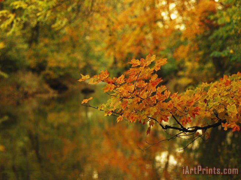 Trees in Fall Colors Reflected in Big Cove Creek painting - Raymond Gehman Trees in Fall Colors Reflected in Big Cove Creek Art Print