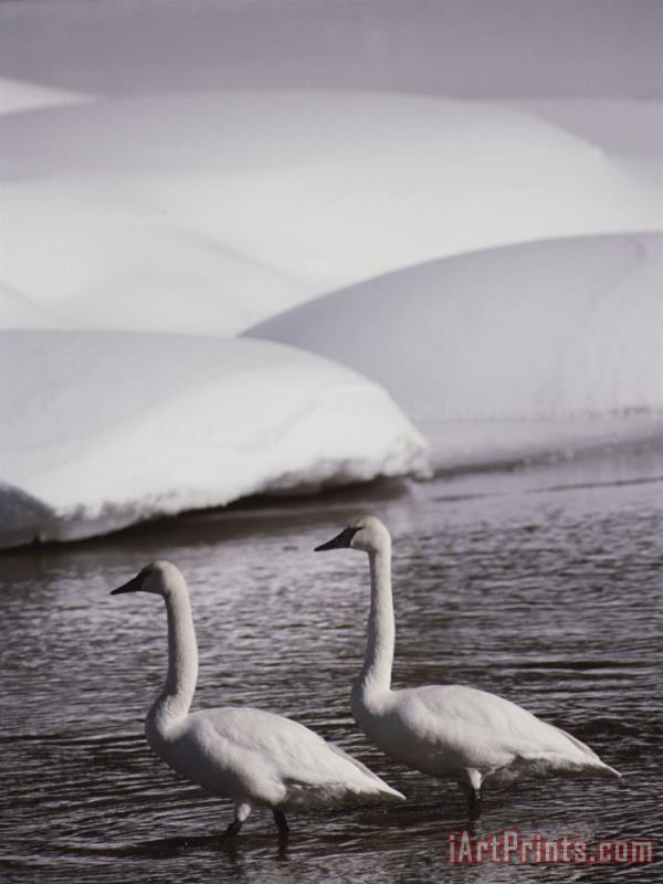Raymond Gehman Trumpeter Swans in a Snowy Landscape Yellow River Wyoming Art Painting