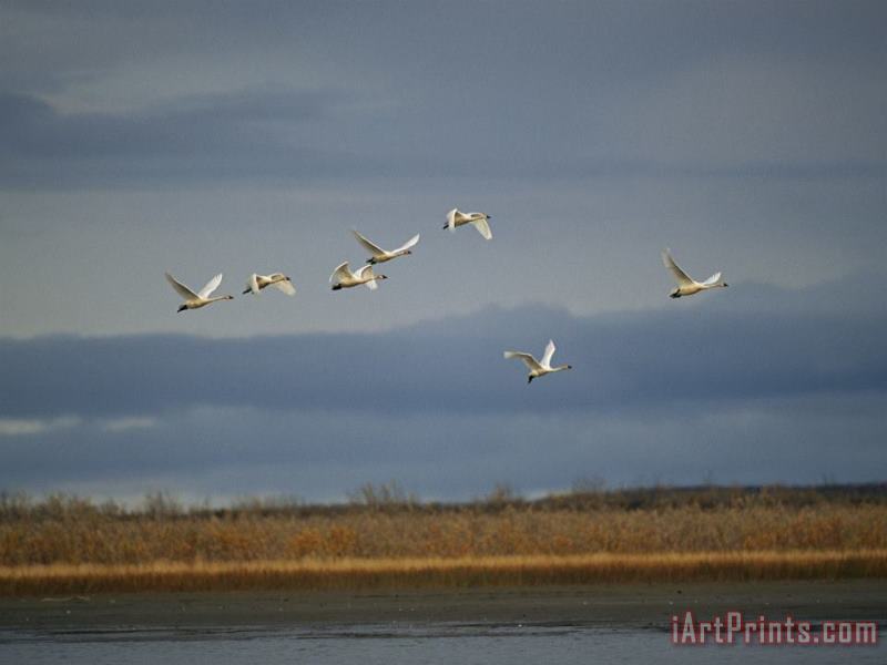 Tundra Swans Fly Over The Mackenzie River painting - Raymond Gehman Tundra Swans Fly Over The Mackenzie River Art Print