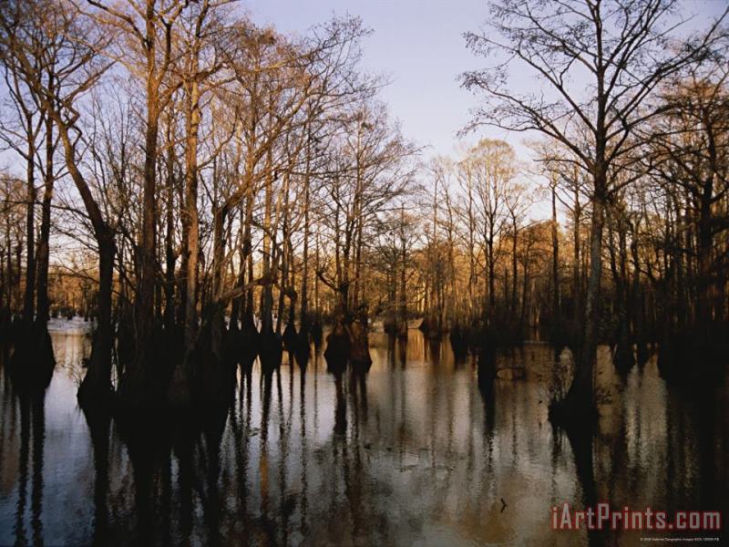 Raymond Gehman Tupelo Cypress And Gum Trees Reflected on Water at Sunrise Art Print