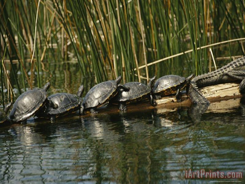 Turtles Line Up on The Safe Side of an Alligator painting - Raymond Gehman Turtles Line Up on The Safe Side of an Alligator Art Print