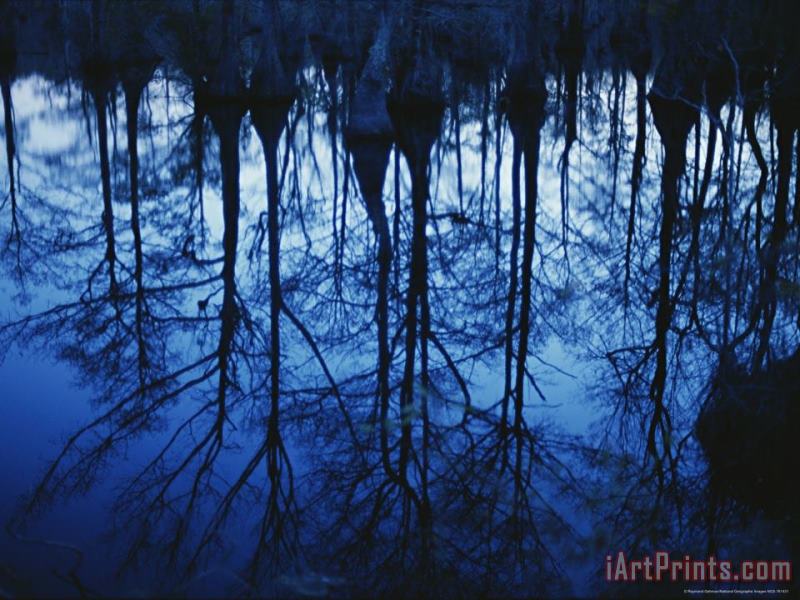 Twilight View of Bald Cypress Trees Reflected on Water painting - Raymond Gehman Twilight View of Bald Cypress Trees Reflected on Water Art Print