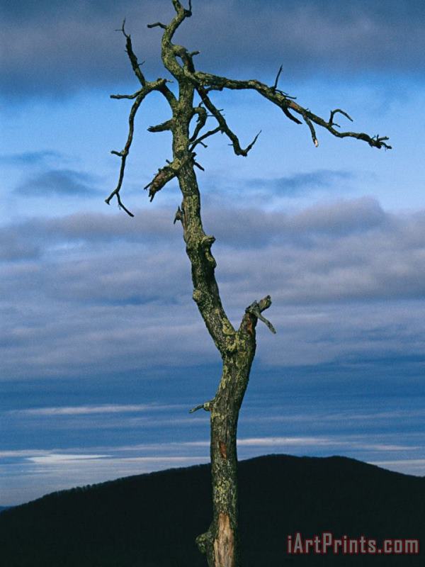 Raymond Gehman Twilight View of Old Rag Mountain with Dead Tree Snag Art Painting