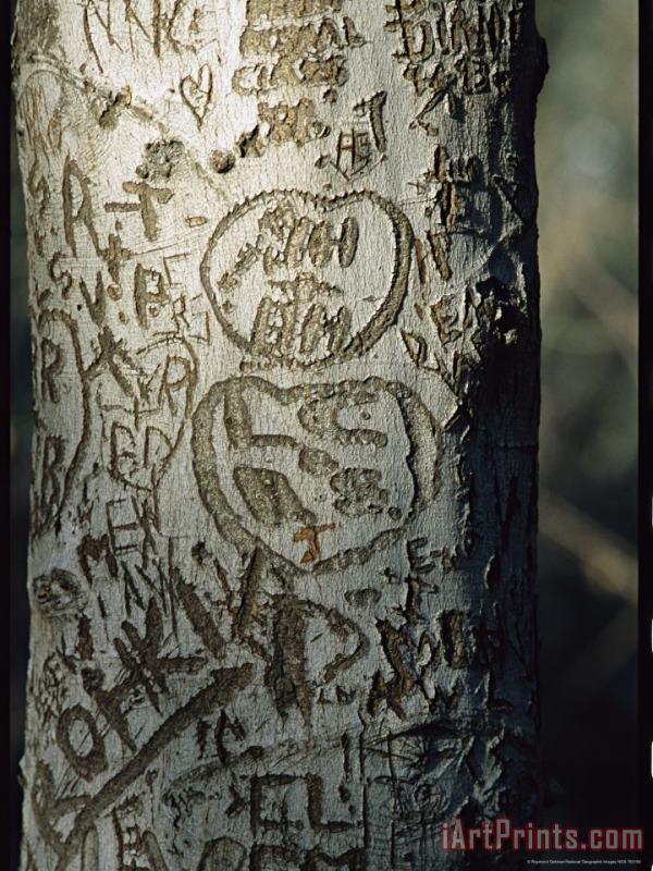 Vandalized Tree Trunk with Carved Initials in It painting - Raymond Gehman Vandalized Tree Trunk with Carved Initials in It Art Print