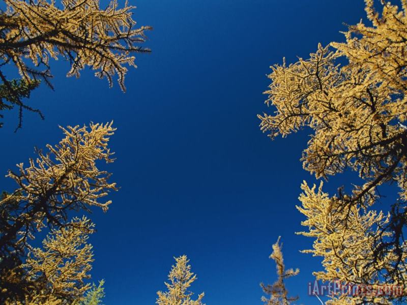 Raymond Gehman View Looking Upwards at The Blue Sky Framed by Trees Art Print