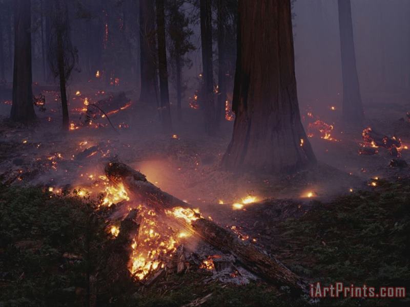 View of a Controlled Fire in a Stand of Giant Sequoia Trees painting - Raymond Gehman View of a Controlled Fire in a Stand of Giant Sequoia Trees Art Print