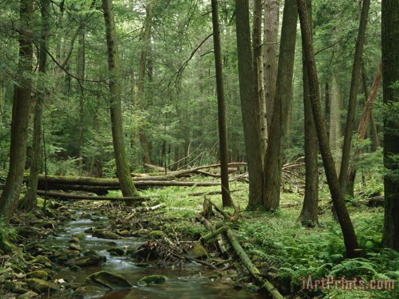 Raymond Gehman View of a Creek Running Through a Virgin Hemlock Forest Art Painting