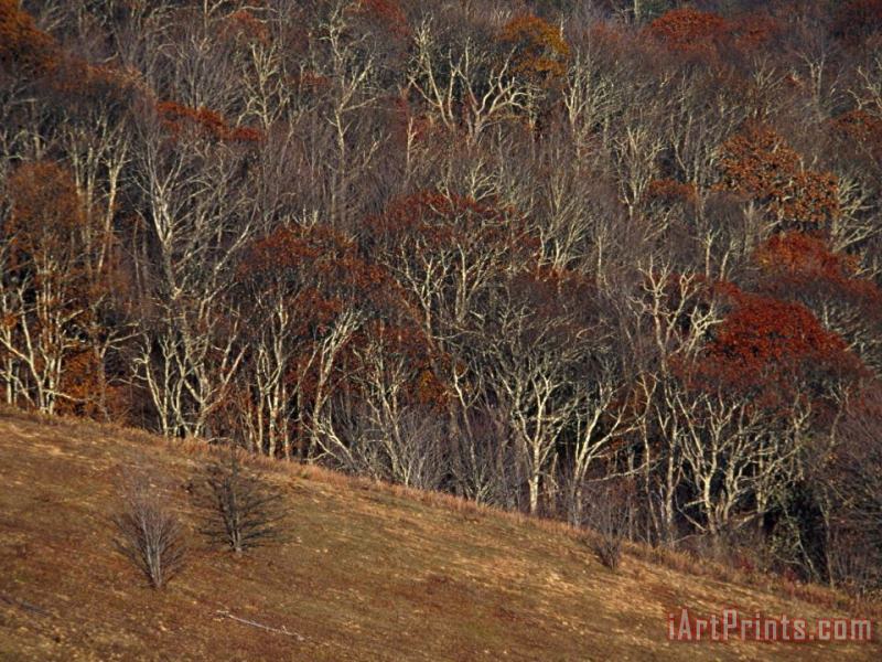 View of Max Patch in Autumn From The Appalachian Trail painting - Raymond Gehman View of Max Patch in Autumn From The Appalachian Trail Art Print